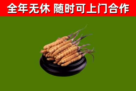 肇州县回收冬虫夏草