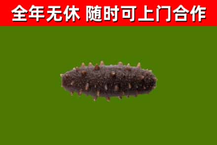 肇州县回收海参干